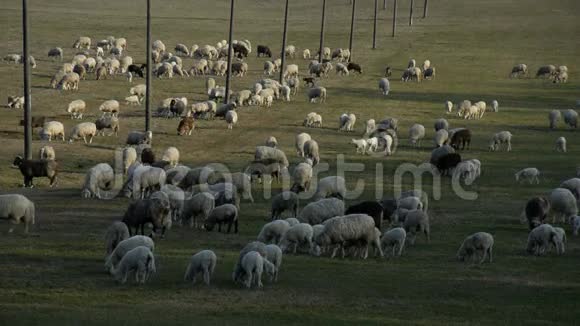 在农田上放牧的羊群视频的预览图