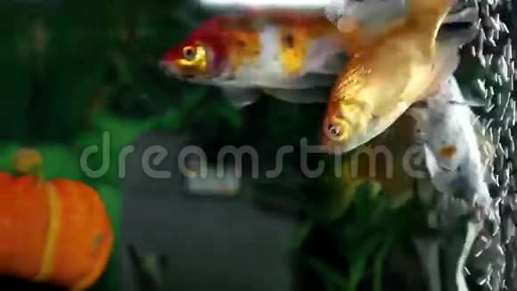 五颜六色的鱼在水族馆里享受视频的预览图