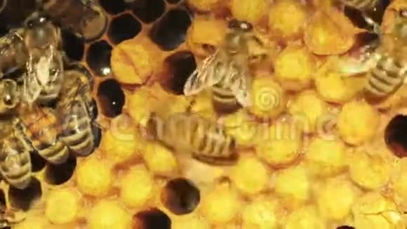 蜜蜂的特写镜头视频的预览图