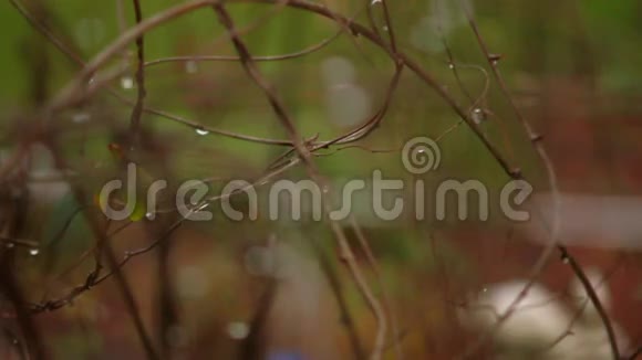 室外花园雨架聚焦水滴树枝视频的预览图