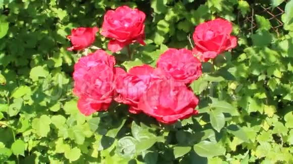 红玫瑰在夏天的花园里盛开视频的预览图