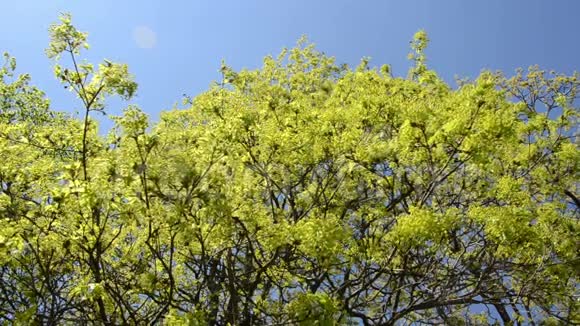 春天蓝天上的枫树枝视频的预览图