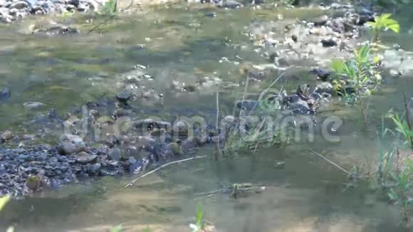 蟋蟀水在石头上流动视频的预览图