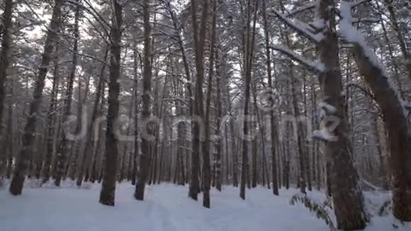 穿越美丽的冬季白雪覆盖的森林录像视频的预览图