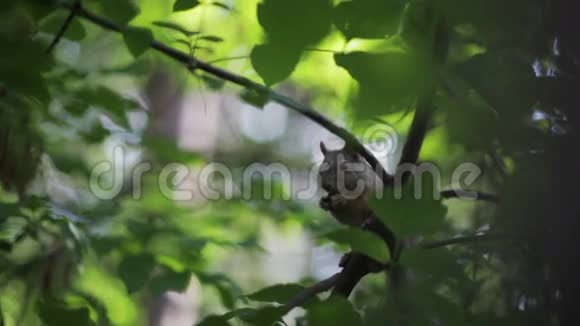 松鼠在树上吃坚果特写视频的预览图