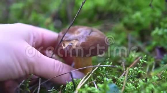 苔藓中森林中可食用蘑菇白杨的采集视频的预览图