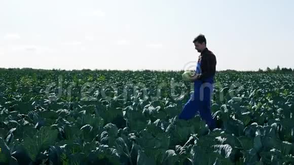农夫带着卷心菜在田野上散步农民在农田上视频的预览图