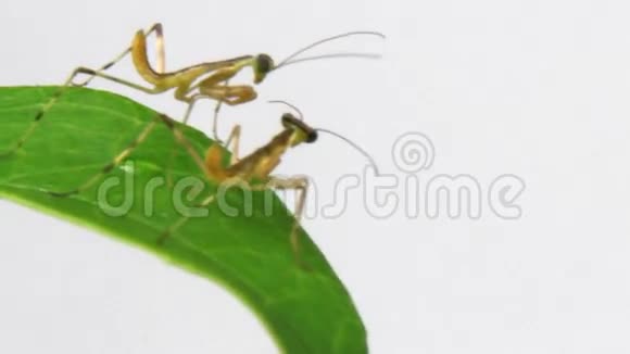 年轻的螳螂在植物上视频的预览图
