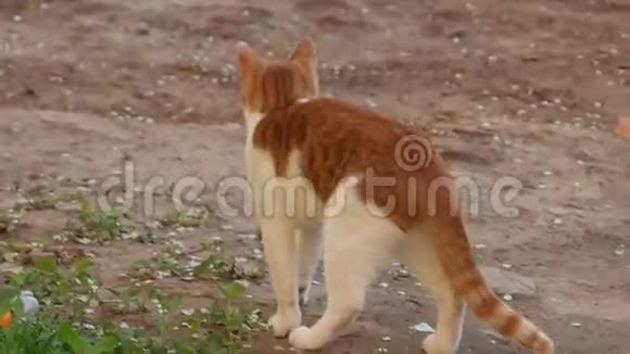 流浪野野猫户外散步的肖像视频的预览图