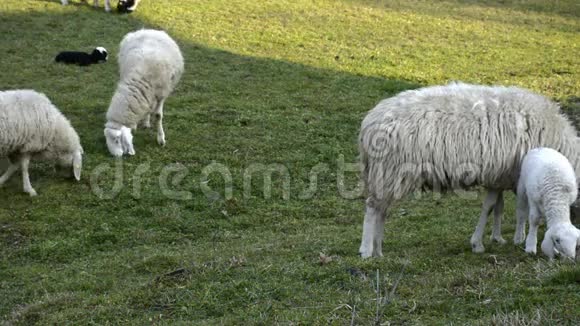 在农田上放牧的羊群视频的预览图