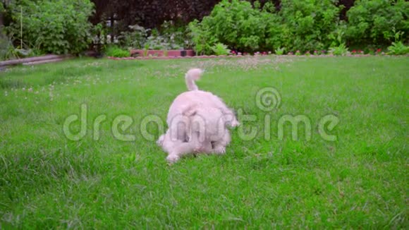 白色的狮子狗躺在绿草上小狗玩球玩具狗视频的预览图