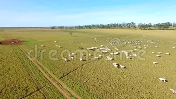 巴西马托格罗索州牧场上的牛2016年7月视频的预览图