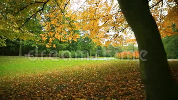 公园里美丽的秋树全高清机动滑块1080p视频的预览图