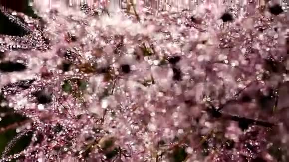 水滴对植物的非常美丽的离焦效果视频的预览图