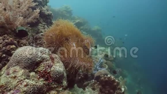 五颜六色的珊瑚和热带鱼珊瑚礁景观背景在深蓝色海洋中与鱼类和海洋生物视频的预览图
