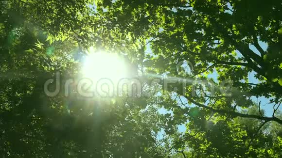 仰望树梢阳光透过绿叶夏日的森林在夕阳下视频的预览图