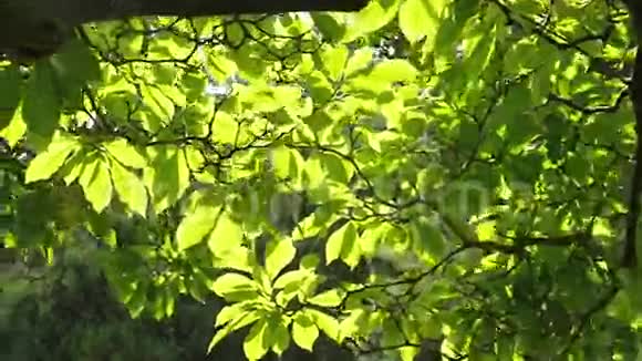 绿色的叶子视频的预览图