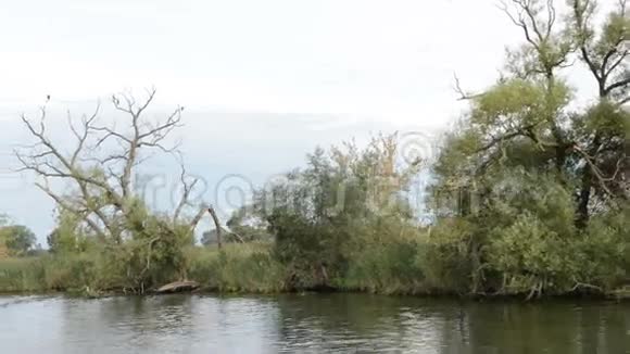 沿着哈维尔河船在驾驶经过典型的景观与草地和柳树尝试哈维尔兰地区德国视频的预览图