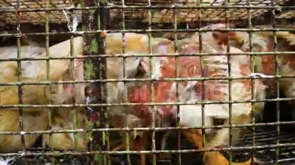 小鸡在拥挤的笼子里用小卡车运送视频的预览图