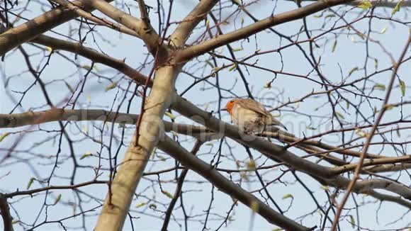 美丽的声音红罗宾歌鸟在树枝和树叶中近距离歌唱视频的预览图
