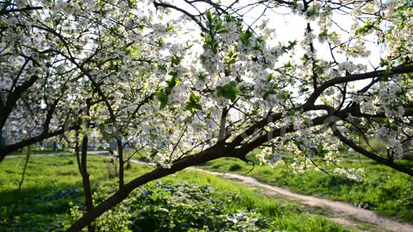 春天公园里盛开的梅花视频的预览图