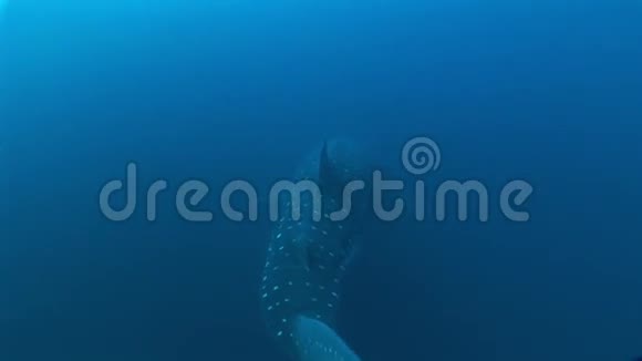 大型鲸鲨世界上最大的鱼水下视频视频的预览图