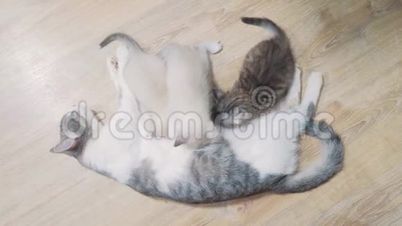 猫妈妈喂三只可爱的小猫睡在猫妈妈旁边的可爱小猫猫咪亲情关爱友情视频的预览图