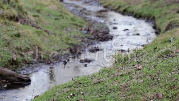 苔藓和草的公园溪流美丽的英国乡村自然背景视频的预览图
