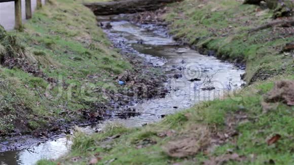 苔藓和草的公园溪流美丽的英国乡村自然背景视频的预览图