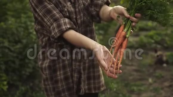 农夫手里拿着一堆新鲜的有机胡萝卜蔬菜视频的预览图