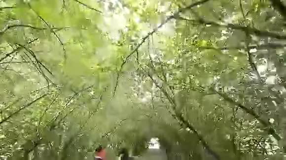 新郎新娘在夏季公园散步视频的预览图