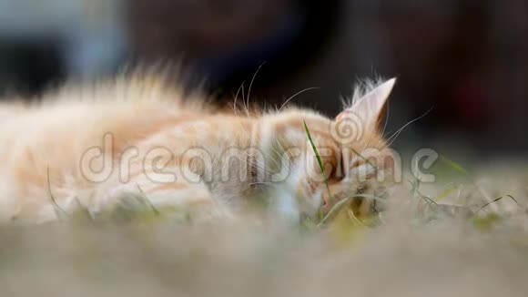 沉睡的姜猫在绿草中休息视频的预览图