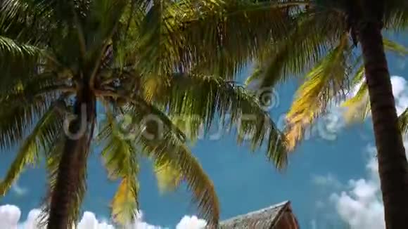 菲律宾达库岛棕榈树下白色沙滩木亭视频的预览图
