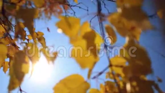 秋黄的桦树叶子有太阳和天空视频的预览图