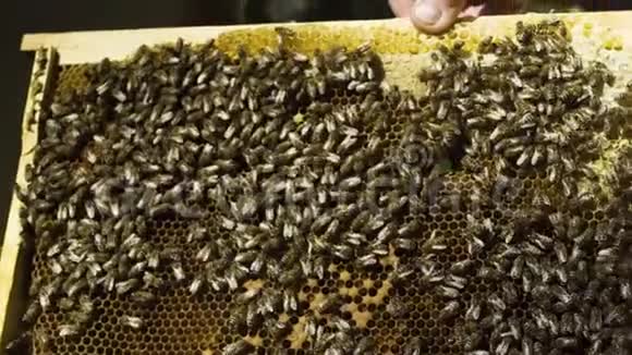 蜜蜂和蜜蜂在一起视频的预览图
