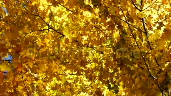 金色的枫叶康涅狄格州视频的预览图