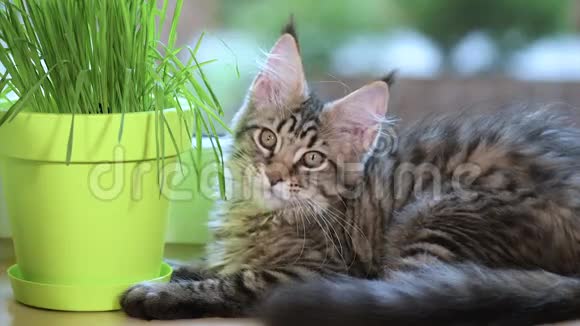 窗台上长满绿草的小猫视频的预览图