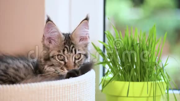 窗台上长满绿草的小猫视频的预览图