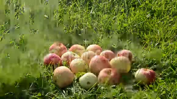 在草地上浇夏苹果视频的预览图