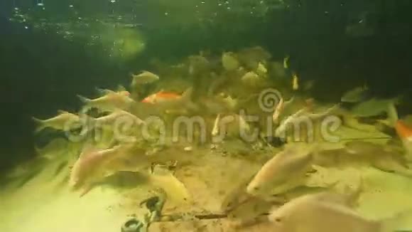 淡水池塘水下视频视频的预览图