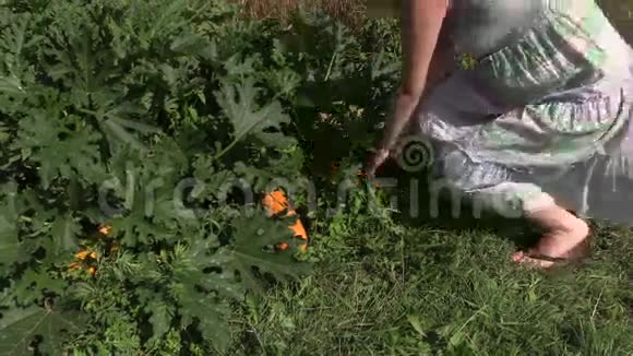 孕妇园丁收集成熟的西葫芦蔬菜视频的预览图