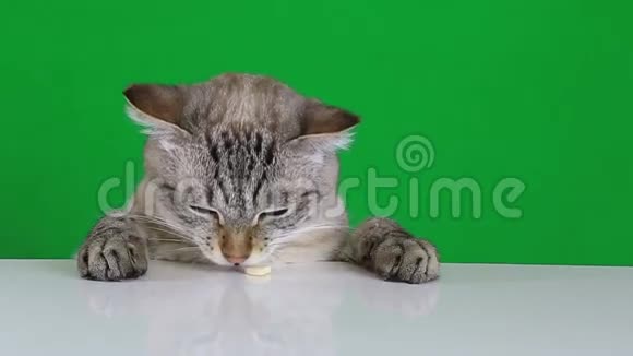 有趣的猫坐在桌子旁舔食视频的预览图