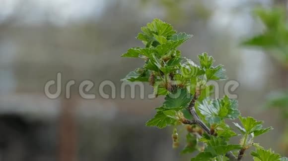 鹅掌叶花蕾枝丛自然景观视频的预览图