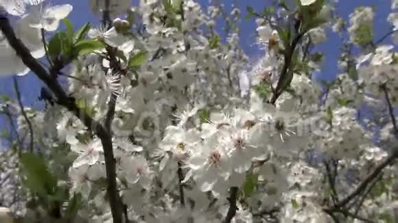 春天的梅花在天空中绽放视频的预览图