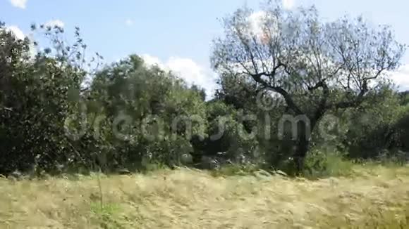 风吹动的草穗和橄榄树视频的预览图
