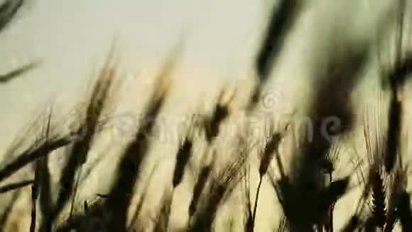 被风吹动的麦田近景而来视频的预览图