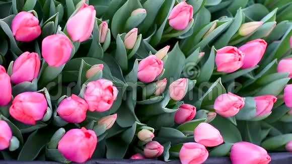 种植园里的郁金香是为一束鲜花或一份礼物收集的视频的预览图