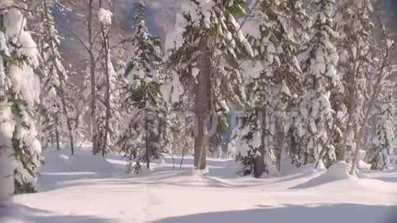 雪地森林被骑自行车的人射杀视频的预览图