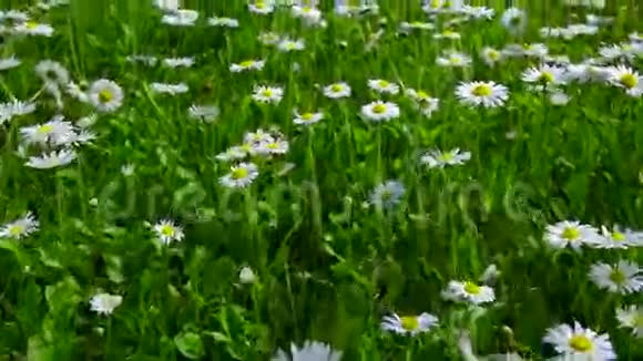 观点蜜蜂飞过草地上盛开的雏菊花视频的预览图