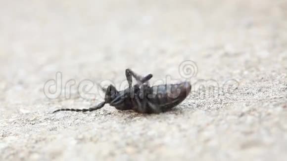 摩羯座甲虫躺在它的背上挣扎着视频的预览图